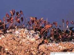 Attēlu rezultāti vaicājumam “Serpoleskea subtilis”