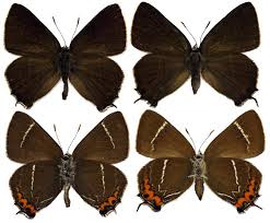 Attēlu rezultāti vaicājumam “Satyrium w-album”