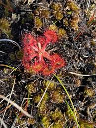 Attēlu rezultāti vaicājumam “Betula nana flower”
