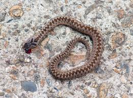 Attēlu rezultāti vaicājumam “Vipera berus”