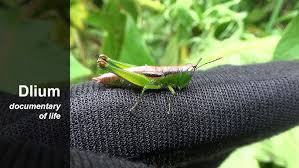 Attēlu rezultāti vaicājumam “Acrididae”