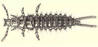 Attēlu rezultāti vaicājumam “Panagaeus cruxmajor”