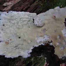 Attēlu rezultāti vaicājumam “Gloeoporus pannocinctus”