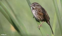 Image result for Melospiza melodia