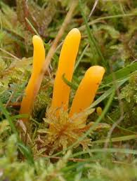 Attēlu rezultāti vaicājumam “Clavulinopsis helvola”