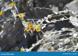 Attēlu rezultāti vaicājumam “Inula britannica bud”