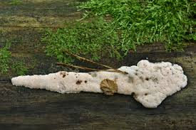 Attēlu rezultāti vaicājumam “Rhodonia placenta”