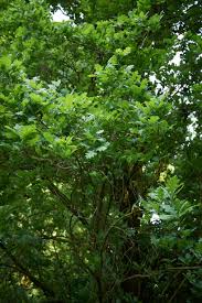 Attēlu rezultāti vaicājumam “Quercus robur Fastigiata leaf”