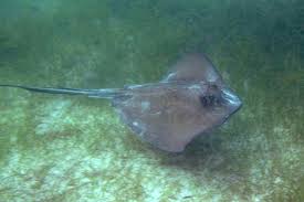 Image result for Hypanus longus