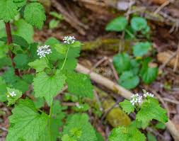 Attēlu rezultāti vaicājumam “Alliaria petiolata leaf”