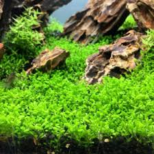 Attēlu rezultāti vaicājumam “Elatine hydropiper”