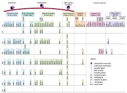 Attēlu rezultāti vaicājumam “Lycogala botrydium plasmodium”
