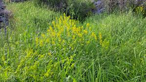 Attēlu rezultāti vaicājumam “Odontites vulgaris fruit”