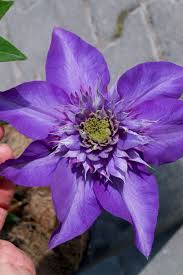 Image result for clematis multi blue