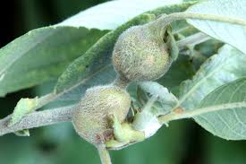 Attēlu rezultāti vaicājumam “Rabdophaga salicis”