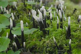 Attēlu rezultāti vaicājumam “Xylaria hypoxylon”