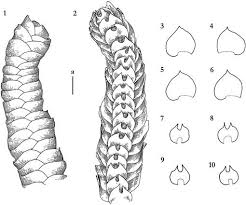 Attēlu rezultāti vaicājumam “Calypogeia azurea cells”
