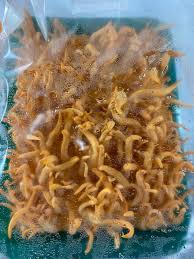 Attēlu rezultāti vaicājumam “Cordyceps polyarthra”