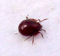 Attēlu rezultāti vaicājumam “Panonychus”