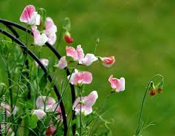 Image result for Wicke