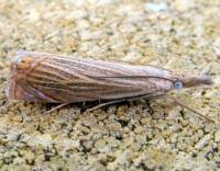 Attēlu rezultāti vaicājumam “Chrysoteuchia culmella”