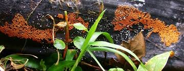 Attēlu rezultāti vaicājumam “myxomicetes”