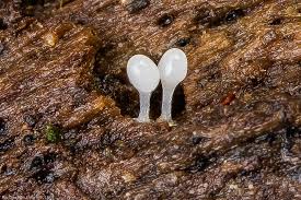 Attēlu rezultāti vaicājumam “Arcyria cinerea”