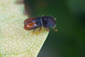 Attēlu rezultāti vaicājumam “Scolytidae”