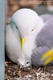 Attēlu rezultāti vaicājumam “Rissa tridactyla adult”