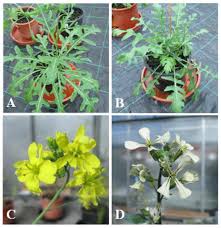 Image result for Diplotaxis tenuifolia