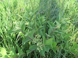 Attēlu rezultāti vaicājumam “Apocynaceae”
