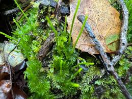 Attēlu rezultāti vaicājumam “Phaeoceros laevis subsp. carolinianus”