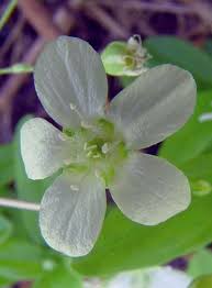 Attēlu rezultāti vaicājumam “Moehringia lateriflora flower”