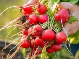 Image result for Radieschen