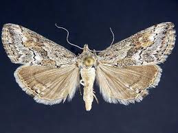 Attēlu rezultāti vaicājumam “Grypocoris sexguttatus imago”