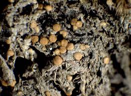 Attēlu rezultāti vaicājumam “Biatora sphaeroides”