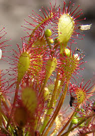 Attēlu rezultāti vaicājumam “Drosera rotundifolia leaf”