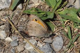 Attēlu rezultāti vaicājumam “Hyponephele lycaon male”