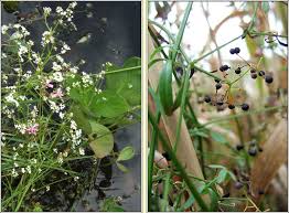 Attēlu rezultāti vaicājumam “Galium palustre fruit”