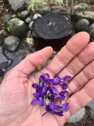 Attēlu rezultāti vaicājumam “Viola odorata flower”
