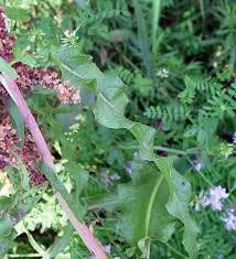 Attēlu rezultāti vaicājumam “Rumex crispus leaf”