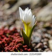 Attēlu rezultāti vaicājumam “Colchicum szovitsii subsp. szovitsii flower”