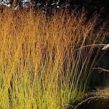 Attēlu rezultāti vaicājumam “Molinia caerulea”