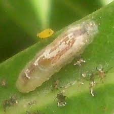 Attēlu rezultāti vaicājumam “Therevidae larva”