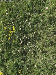 Attēlu rezultāti vaicājumam “Trifolium fragiferum flower”