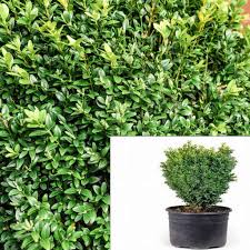 Attēlu rezultāti vaicājumam “Buxus sempervirens”