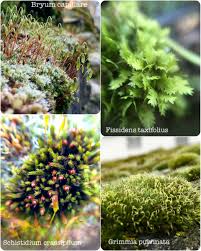 Attēlu rezultāti vaicājumam “Bryum funkii macro”