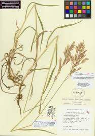 Attēlu rezultāti vaicājumam “Bromopsis inermis fruit”