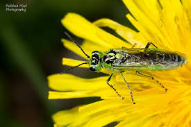 Attēlu rezultāti vaicājumam “Rhogogaster viridis”