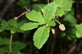 Attēlu rezultāti vaicājumam “Menziesia ferruginea”